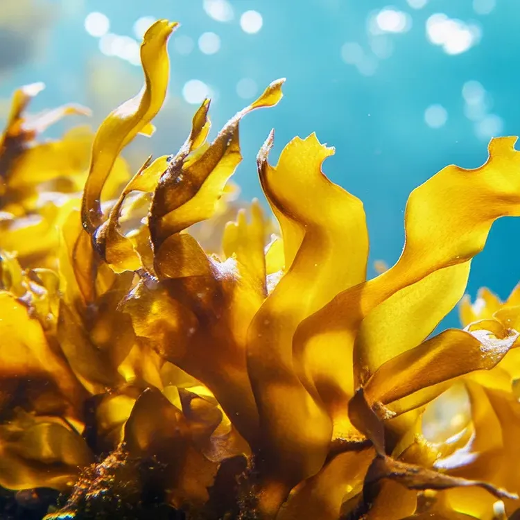Purisaki Berberine Patches™  Fucoxanthin